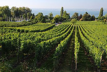 Hagnau Wein Bodensee Genuss