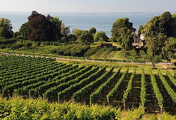 Bodensee Herbst Sommer Wein Genuss 