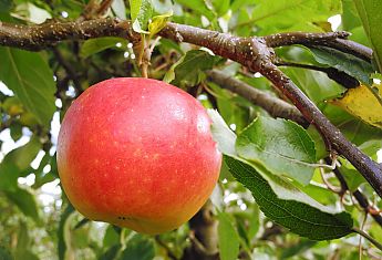 Apfelbaum Bodensee Herbst Sommer Obst